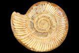 Jurassic Ammonite (Perisphinctes) - Madagascar #126071-1